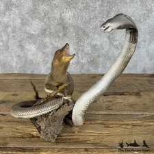 #31394 V | Monocled Cobra and Brown Mongoose Taxidermy Scene For Sale