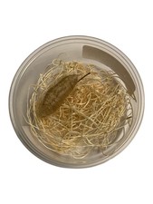 1 European Praying Mantis Egg Case