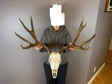 European Fake Skull Mule Deer Antlers Set Wild Idaho Horns Euro Mount 5x4