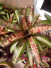 Neoregelia NOTORIOUS Bromeliad one tropical plant BIG 
