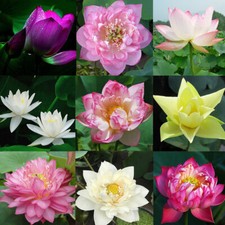 40pcs Purple Potted Lotus Flower Seeds Gorgeous Nelumbo Aquatic Plants