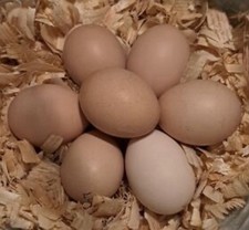 6  Chocolate and Silver Laced Chocolate Orpington Hatching Eggs