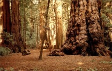 General Sherman Tree Henry Cowell Redwoods State Park Santa Cruz CA Postcard