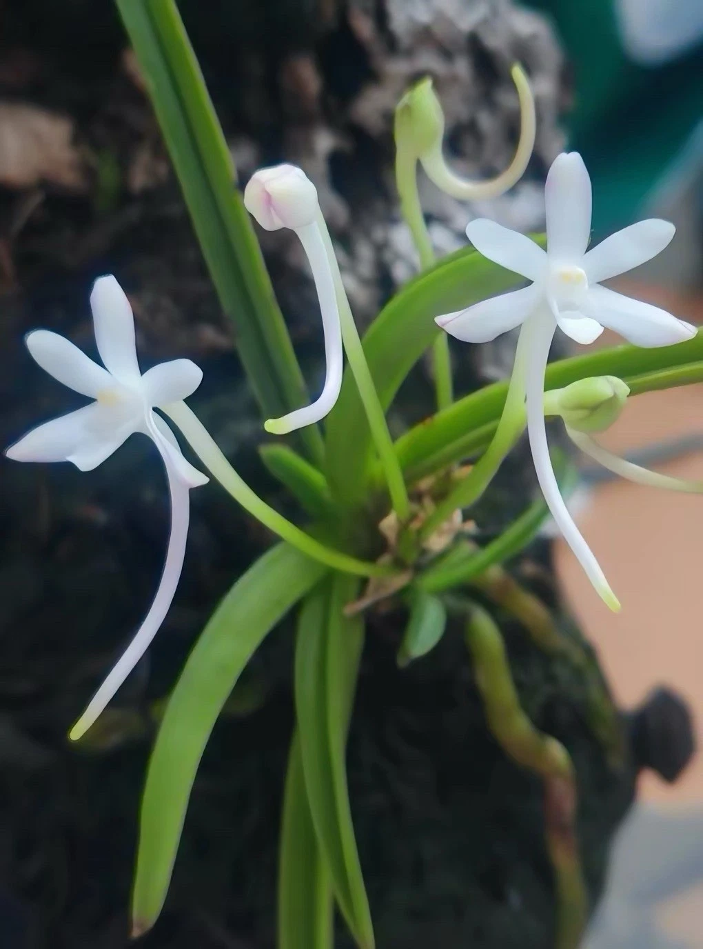 Japan Vanda falcata Rare Species Orchid Blooming Mounted Plant
Opens in a new window or tab