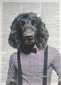 cocker spaniel clothes