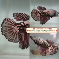 Live Betta Fish Thailand -- Black Red Dragon HM Female