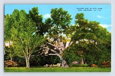 Postcard Louisiana New Orleans LA Suicide Oak City Park 1940s Unposted Linen