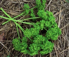 400 MOSS CURLED PARSLEY - FRESH SEEDS FRESH HARVEST FOR GARDENS