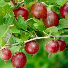 1 - CAPTIVATOR Gooseberry - Healthy Live Plant Pruned & Ready for Planting
