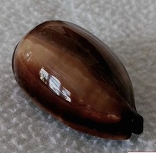 Cypraea exusta #2  57.7mm ULTRA! SUPER RARE BEAUTY from the Red Sea