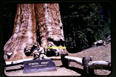 Man & General Grant Sequoia Tree, California in 1958, Kodachrome Slide aa 10-26b