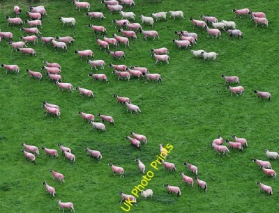 Photo 6x4 Pink sheep at Cow Bridge Hartsop These marked sheep were in a p c2015