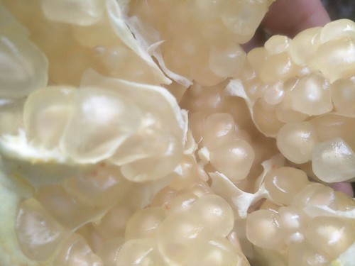1 Pack 50 White Pomegranate Seeds Punica Granatum Megranate Organic - Picture 7 of 9
