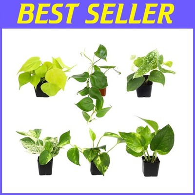 pink prayer plant RED Maranta PRAYER PLANT