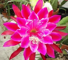 Epiphyllum Hybrid 'Vern Hettinger' Fully-Rooted Starter Pot