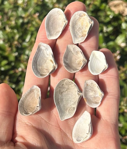 Inghilterra Fossil Bivalves UNO PER ACQUISTO Crassatella sulcata Eocene Shell - Foto 8 di 8