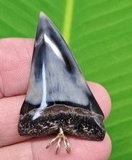 2.03 “ MAKO SHARK TOOTH  Necklace Real Fossil - Georgia, USA Find