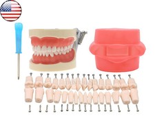 US Kilgore Nissin 200 Dental Typodont Removable Model With 32pcs Replace teeth