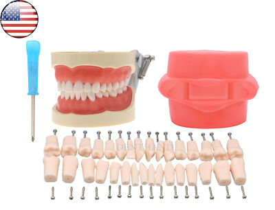 US Kilgore Nissin 200 Dental Typodont Removable Model With 32pcs Replace teeth