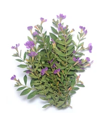 Pressed Flowers Small Purple with Leafs Resin Card Making Materials Floral DIY