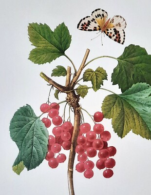 Pierre Joseph Redoute Botanical Flower RIBES RUBRUM Plate 51 GROSEILLER ROUGE