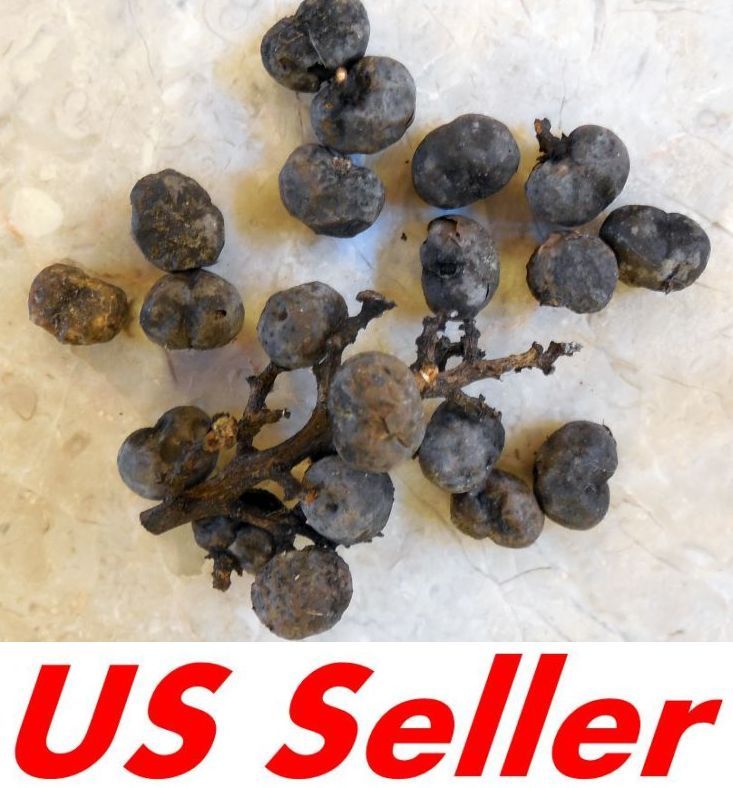 Windmill Palm Tree Seeds T31, Rare Cold Hardy Palm Seeds | eBay