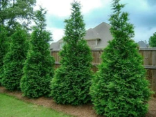 25 Murray Cypress trees 2.5" pot