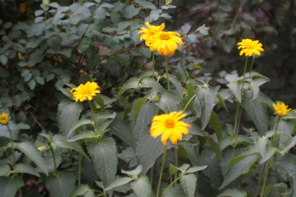 RARE Sharp OMP 1-45-1 45mm f/4 USSR Micro Macro 21x lens M39 BeLOMO 35mm OKS OKC - Image 4 of 4