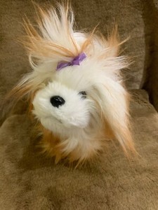 baby white fluffy dog