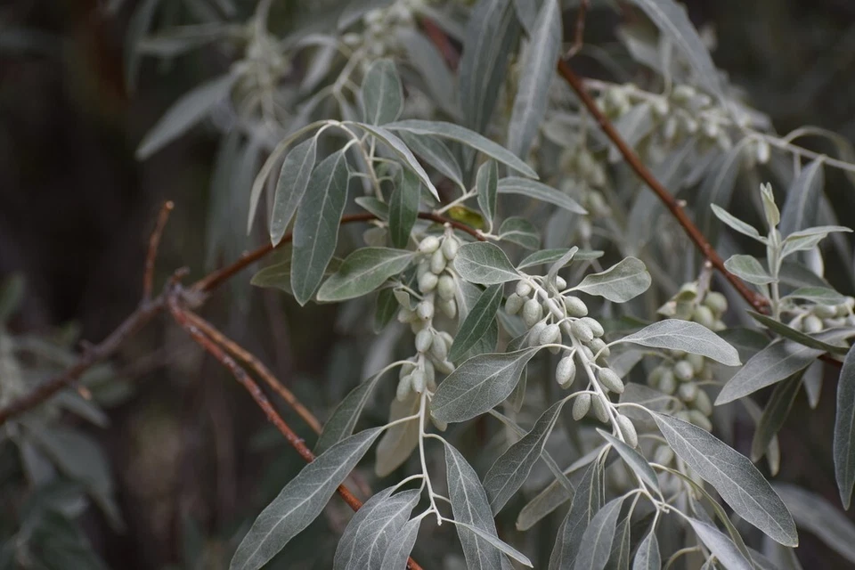 Russian Olive Tree Seeds Elaeagnus angustifolia Bonsai - Image 3 of 4