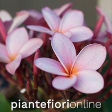 Plumeria ROSA CONFETTO Cutting & Plant - pomelia rosa profumata frangipani