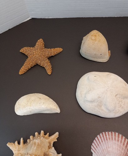Treasure Chest of Seashells; Wooden Chest with 3 lbs. Assorted Shells Hygge GUC - Picture 3 of 21