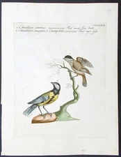 Stampa antica cinciallegra cenerina ucelli Manetti Ornitologia acquaforte 1771