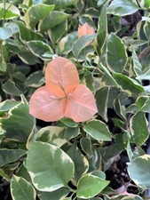  BAMBINO ORANGE/PEACH  Bougainvillea Small Well Rooted Starter Plant 