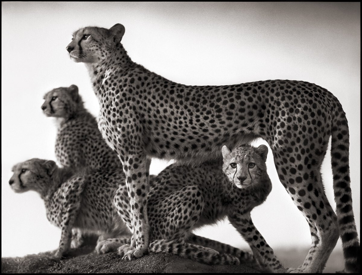 SIGNED Nick Brandt On This Earth A Shadow Falls Big Life True 1st