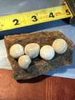 Civil War 💥 🇺🇸 💣 Artillery Shell Frag W 5 Case Shot