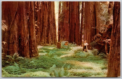 #ad Vintage Union Oil Redwood Forests Northern California Postcard 76 Gasoline $6.42