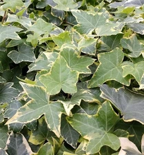 Golden English Ivy - Live Plants in 3 Inch Pots - Hedera Helix - Beautiful...