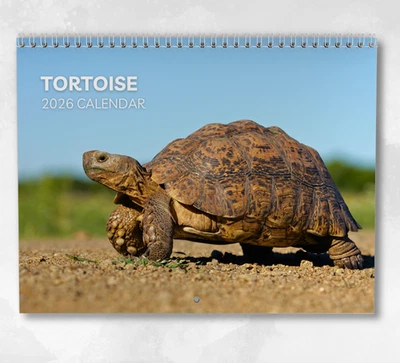 BOYCE PUBLISHING Tortoise Calendar 2026: Monthly Wall Calendar with Notes, opens to A3 Size