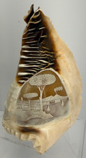 Antique Italian carved Cameo Conch Shell lamp shade BAY NAPLES VESUVIUS POMPEII