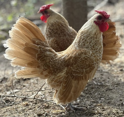 #ad #ad 6 Buff Lace Seabright Hatching Eggs. $40.00