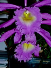 Cattleya ´Pink Hairy´ NEW Duft Orchidee Orchideen