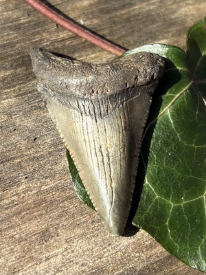 #ad #ad Angustidens Fossil Shark Tooth Natural 1.6” Angustidens Eocene Shark Tooth $19.50