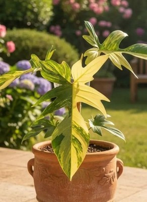 philodendron images Philodendron Billietiae Houseplant with Planter - Medium (16-20