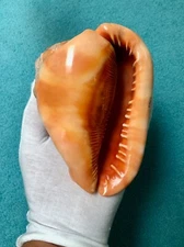 Large Bullmouth Helmet Shell (Cypraecassis rufa) — Great Collectible/Decor Item