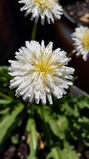 Japanese White Dandelion Seeds RARE 10 Organic Seeds *FREE SHIPPING*