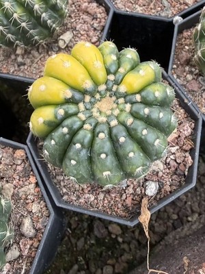 Notocactus uebelmannianus variegated cactus Cacti Succulent plant seedgrowth