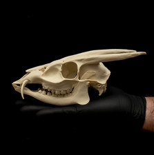 Muntjac Deer Skull Replica Life Size Deer Skull Vampire Fang Natural History