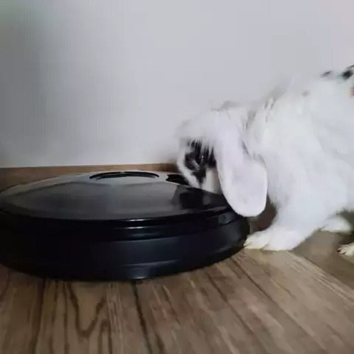 Distributore Automatico Cibo per Gatti Cani Animali Mangiatoia con 6 Scomparti - Foto 4 di 6