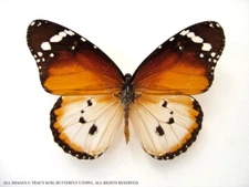 Danaus chrysippus monarch butterfly - Unspread, wing closed, dried papered